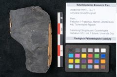 Foto (Objekt + Etikett) von Annularia minuta Brongniart (NHMW-GEO-2024-0188-11013)